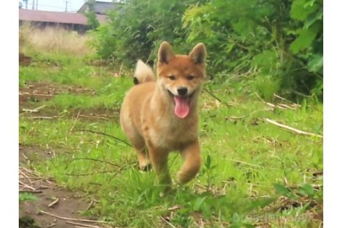 販売中の栃木県の柴犬-396200の5枚目